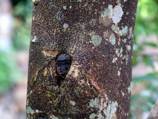Agarwood: The Holy Tree at the Heart of Arabic Perfumery