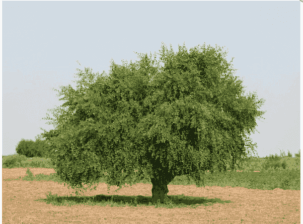 miswak tree
