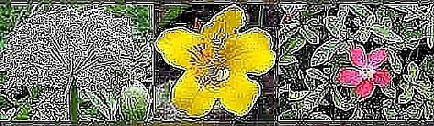 Garden Angelica - Musk Flower - Ambrette Seeds 